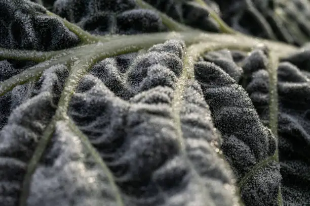 Organic Green Cabbage during a Freezing Winter Morning in Braga, Portugal.