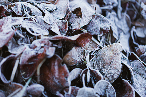 Dry fallen leaves frozen in a cold winter morning. Selective focus