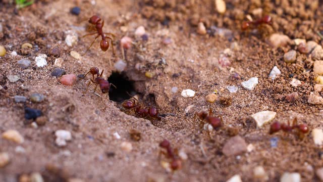 Red Harvester Ants(Pogonomyrmex barbatus)