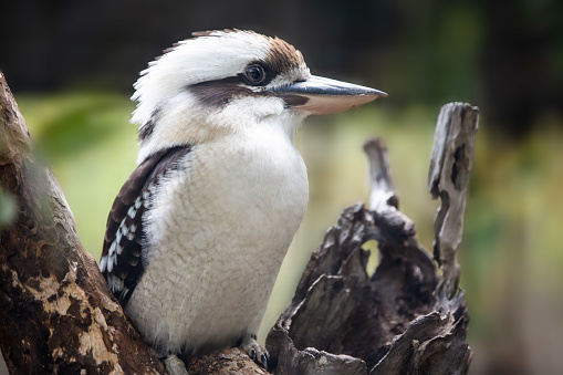 Kookaburra profile close up looking right, standing on a tree