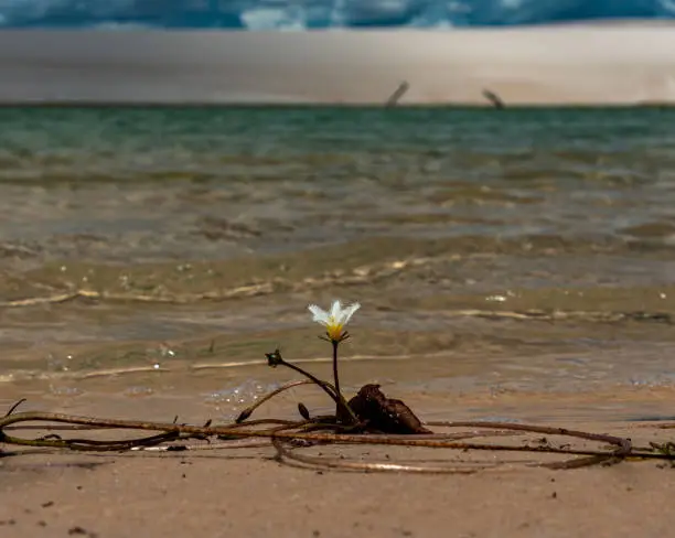 Lonely white waterflower in natural oasis at a dune