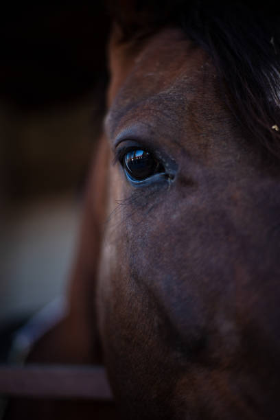 istock Dark brown horse eye 1365192680