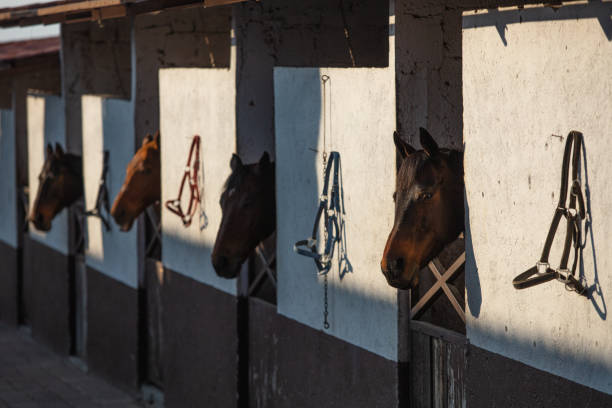 Four horse heads outside a horse stable