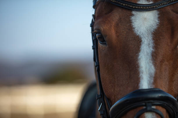 istock Close up of horse face 1365192992