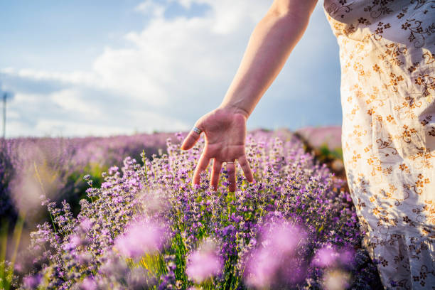 istock Touching the lavender flowers 1365194179