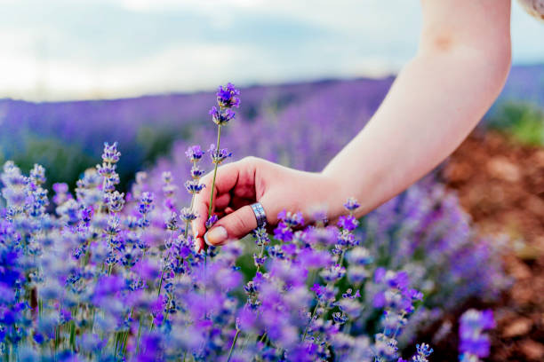 Young woman picking lavender in field
