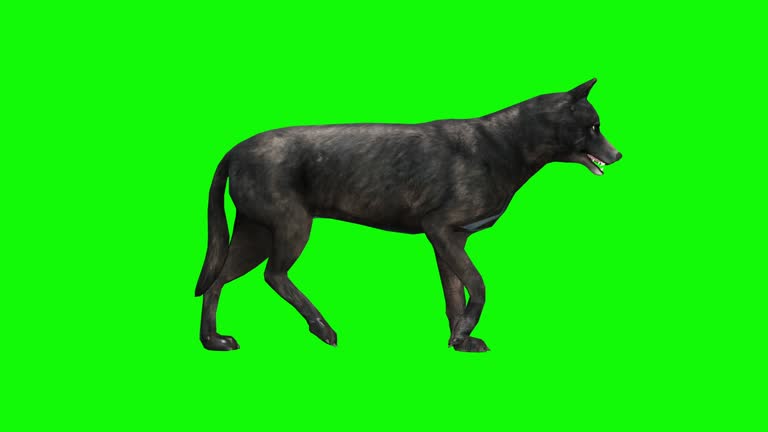 Alpaca on Green Screen Free Stock Video Footage Download Clips Animals Alpaca on Green Screen Free Stock Video Footage Download Clips Animals