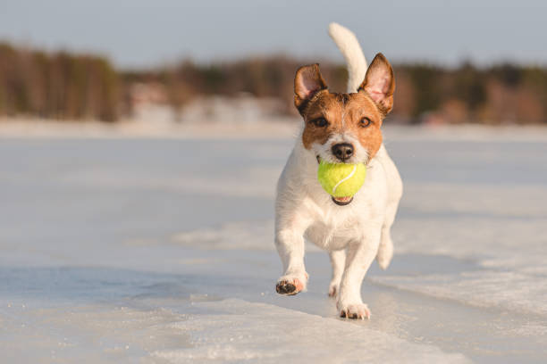 lustiger hund trägt tennisball im maul, der an sonnigen wintertagen auf rutschigem eis des gefrorenen sees läuft - snow dog walking running stock-fotos und bilder