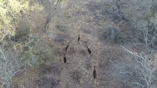 Aerial video of Fallow Deer