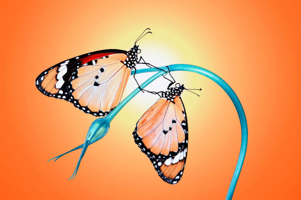 istock Monarch Butterfly , caterpillar, pupa and emerging with clipping path. 1365195783
