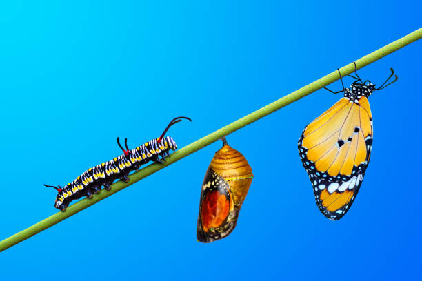 istock Monarch Butterfly , caterpillar, pupa and emerging with clipping path. 1365195833