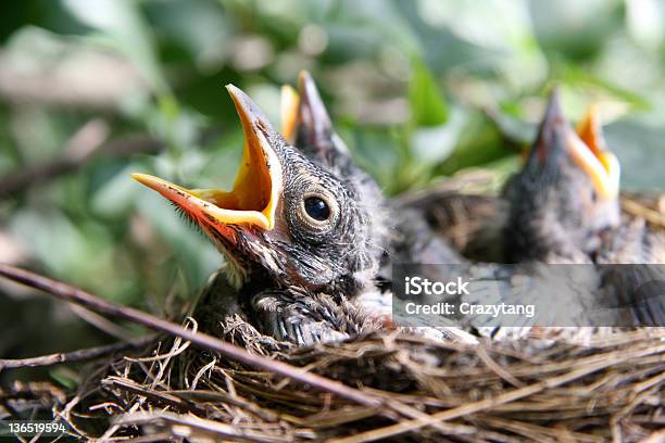 Filhotes De Robin - Fotografias de stock e mais imagens de Amarelo - Amarelo, Animal, Animal selvagem