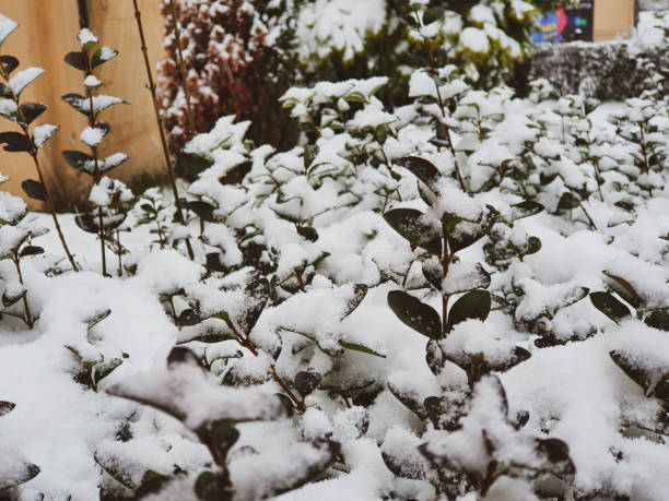 istock Snow on the leaves 1365195993