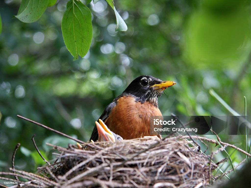 Robin protección pollos - Foto de stock de Aire libre libre de derechos