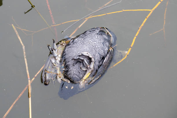 Dead coot in the water A dead coot (Fulica atra) lies on its back in a harbor of the Veluwemeer. The cause of death is unknown, but bird flu was present at the time of admission. biddinghuizen stock pictures, royalty-free photos & images