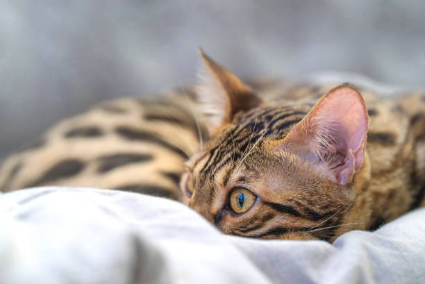 istock Close-up cute bengal cat l 1365196489