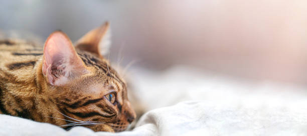 istock Close-up cute bengal cat 1365196495