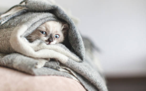 istock Cat looks out of the plaid 1365196609