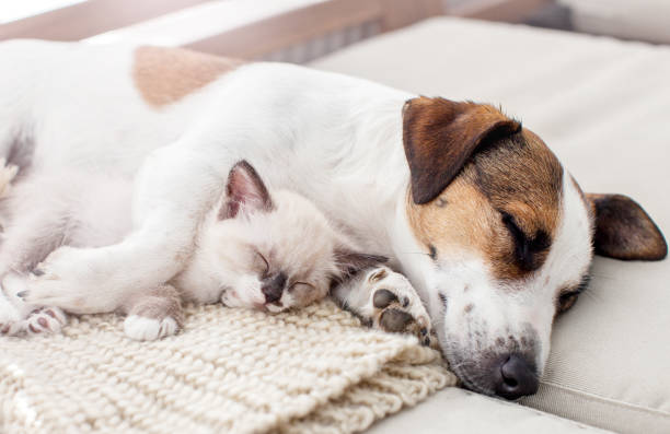 istock Dog and cat resting together 1365197446