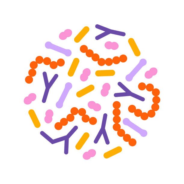 Probiotic bacteria set in circle. Gut microbiota with healthy prebiotic bacillus. Probiotic bacteria set in circle. Gut microbiota with healthy prebiotic bacillus. Lactobacillus, acidophilus, bifidobacteria and other microorganisms for biotechnology. probiotic stock illustrations