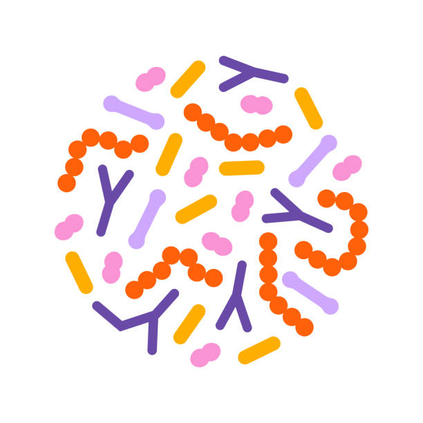 Probiotic bacteria set in circle. Gut microbiota with healthy prebiotic bacillus. Probiotic bacteria set in circle. Gut microbiota with healthy prebiotic bacillus. Lactobacillus, acidophilus, bifidobacteria and other microorganisms for biotechnology. lactic acid stock illustrations