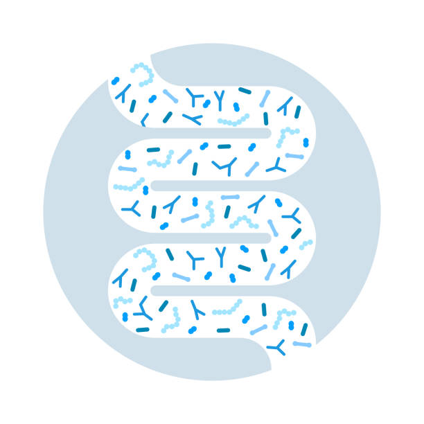 ilustraciones, imágenes clip art, dibujos animados e iconos de stock de concepto de microbioma intestinal. microbiota intestinal humana con bacterias probióticas sanas. - probiótico