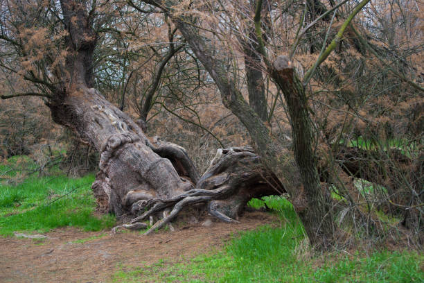 istock Ancient taray with knotted wood. Beautiful tree at Tablas de Daimiel National Park.Ciudad Real, Spain 1365197833