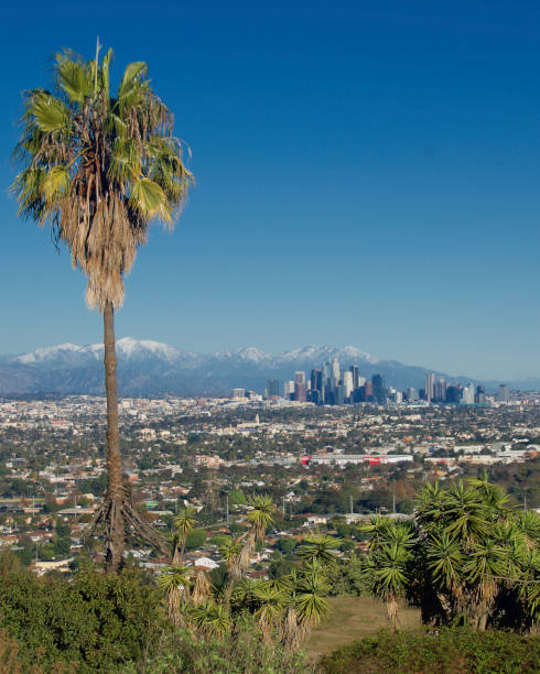 skyline von los angeles mit schneebedeckten bergen und palmen - vertical - city of los angeles los angeles county southern california san gabriel mountains stock-fotos und bilder