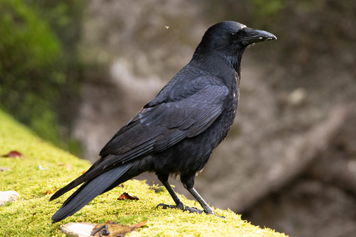 Close-up of two ravens sitting on a tree branch against a cityscape