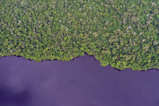 istock Blackwater oxbow lake and rainforest in the Peruvian Amazon 1365198075