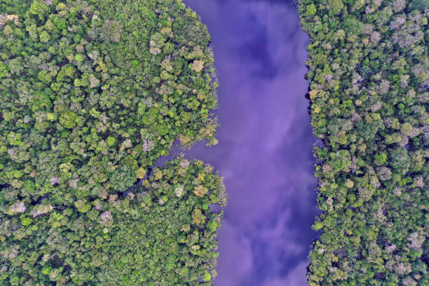 istock Blackwater oxbow lake in the Amazon rainforest in Peru 1365198076