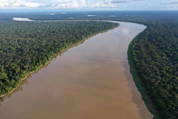 rivière javari dans la forêt amazonienne - rainforest brazil amazon river amazon rainforest photos et images de collection
