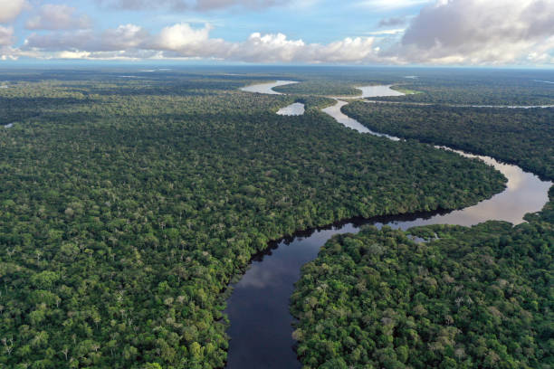 fluss im amazonas - dschungel stock-fotos und bilder