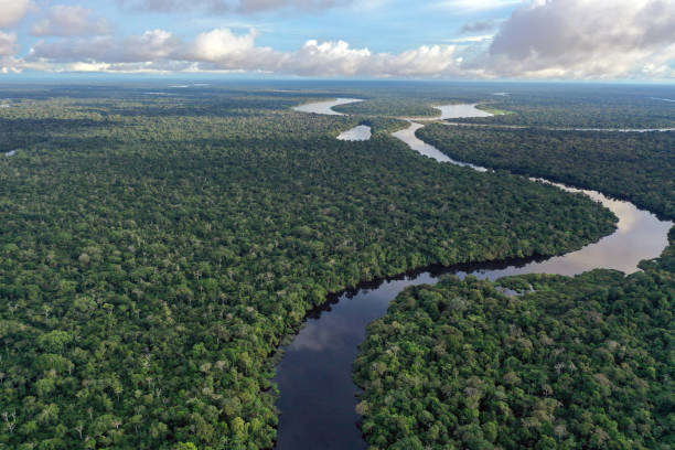 fleuve de l’amazonie - forêt tropicale humide photos et images de collection