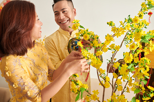Happy young couple in ao dai dresses decorating blooming apricot tree for Lunar New Year celebration