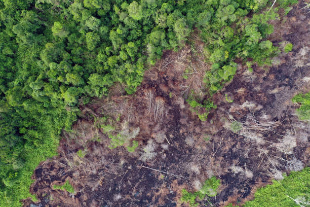 istock Drained, cleared, and burned peatland and forest in Indonesia Borneo 1365199070