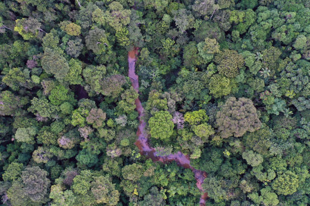 istock River in the rainforest in the Colombian Amazon 1365199073