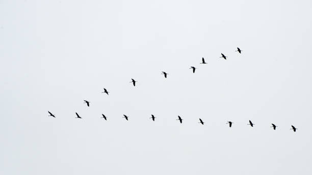Migration of a group of gooses. Flying together