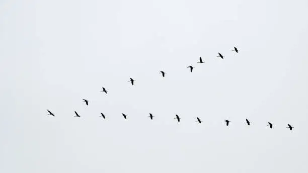 Photo of Migration of a group of gooses. Flying together