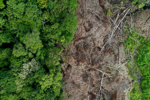 istock Deforestation in Kapuas Hulu in Indonesian Borneo 1365199190