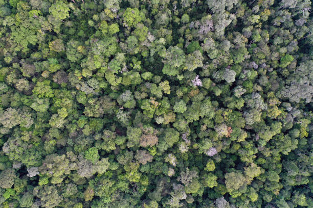 istock Kapuas Hulu rainforest in Borneo 1365199224