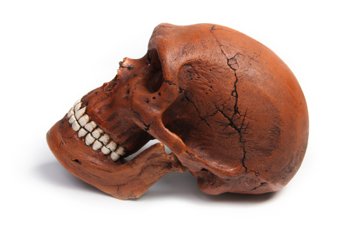 Image of a fossil neanderthal skull on its side