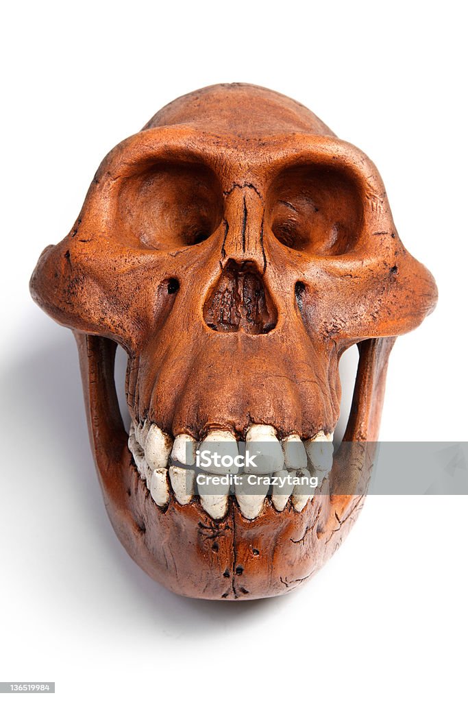 Fóssil de Australopithecus afarensis - Foto de stock de Australopithecus Afarensis royalty-free