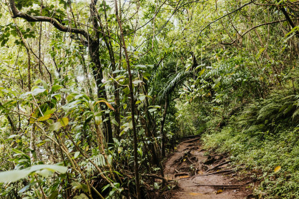istock View of foot path surrounded by dense foliage in forest 1365201068