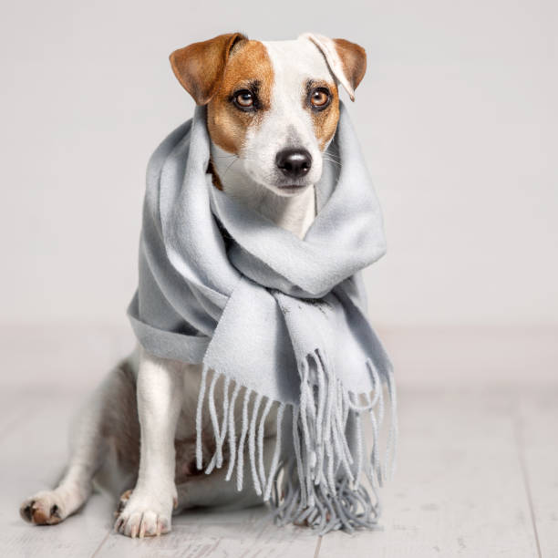 istock Dog wrapped in a scarf 1365201131
