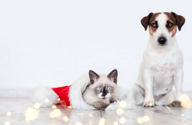 istock Cat in christmas hat and dog 1365201183