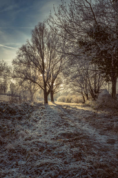 istock Frost on the meadow and on the trees 1365201847