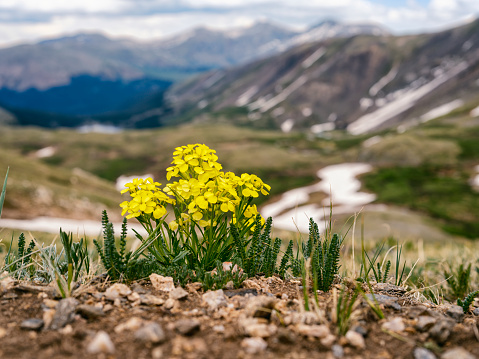 Spring flower in the Rocky Mountains, Colorado in United States, Colorado, Denver