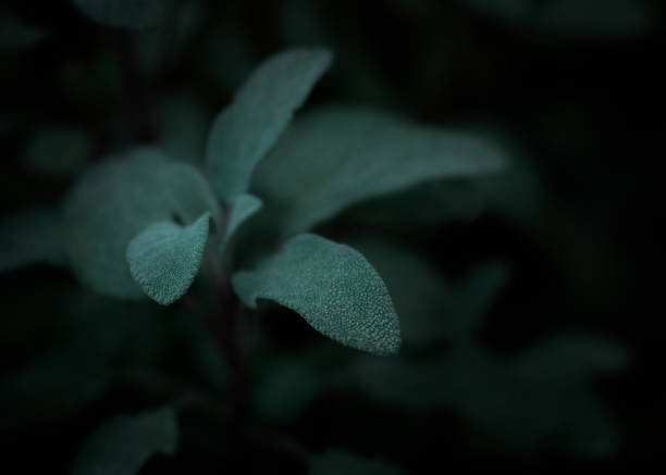 istock Macro, green, leaves, leaf, garden, color, nature, moody 1365201922