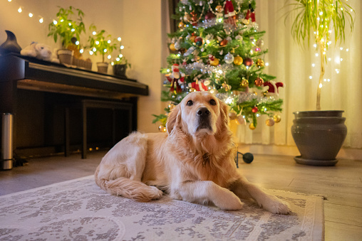 Cute Golden retriever at home. Celebrating New year and Christmas